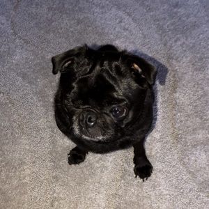 Meet your Posher, Baylie